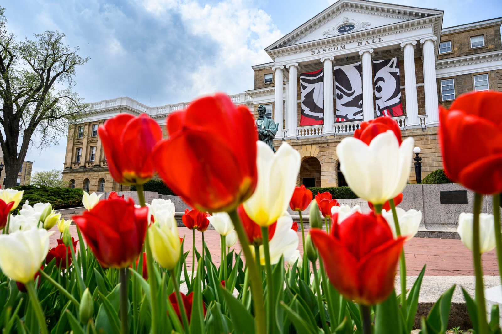 Red and white tulips in front of a building with white columns and a Bucky Badger flag.